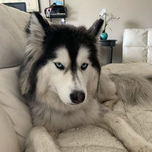 Meet your Posher, Antonio